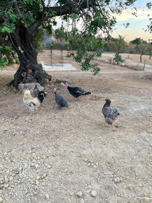 Quinta Da Alfarrobeira Peaceful Countryside Stay FAO Exterior photo
